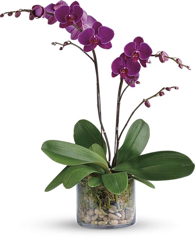 Orchid Glory Orchid Glory